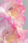 USA, Washington State, Seabeck. Gladiola blossoms close-up. Art Print